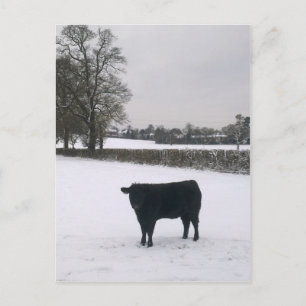 Vaca negra en postal de nieve