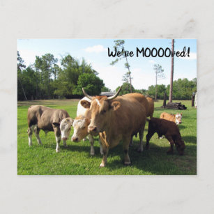 Vaca - Nueva tarjeta postal de dirección - Nos hem