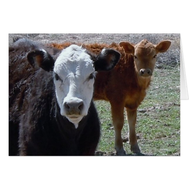 Vaca roja de la vaca, negra y blanca - espacio en (Anverso (Horizontal))