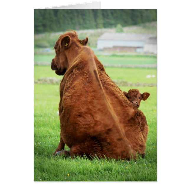 Vaca Sentada En La Calva (Frente)