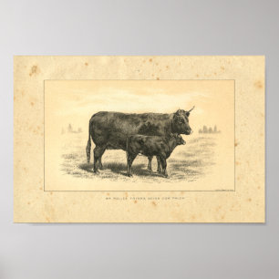 Vaca vintage de 1888 con impresión de ternera