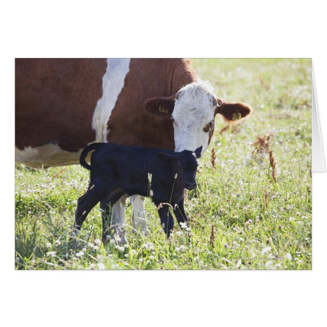 Vaca y ternera (Anverso (Horizontal))