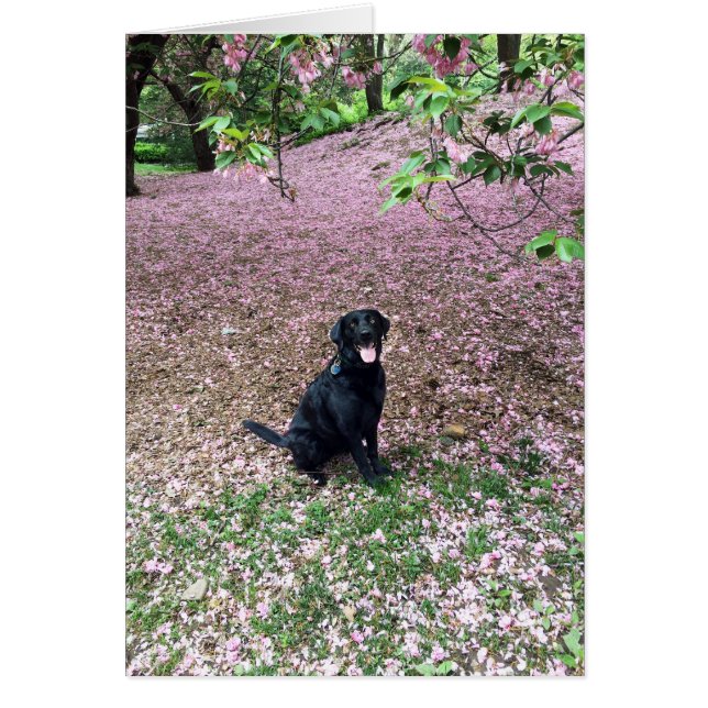 Vacaciones de primavera (Frente)