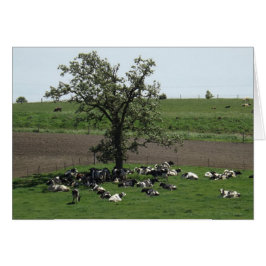 Vacas bajo un árbol en una tarjeta fotográfica de 