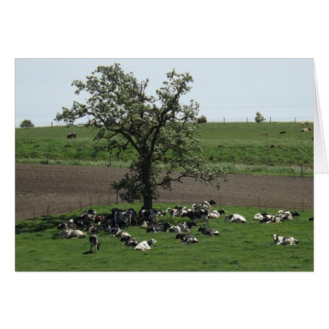 Vacas bajo un árbol en una tarjeta fotográfica de  (Anverso (Horizontal))