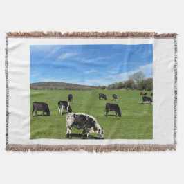 Vacas blancas y negras brillan en la manta de camp