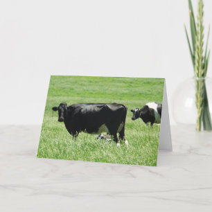 Vacas blancas y negras en la tarjeta en blanco de