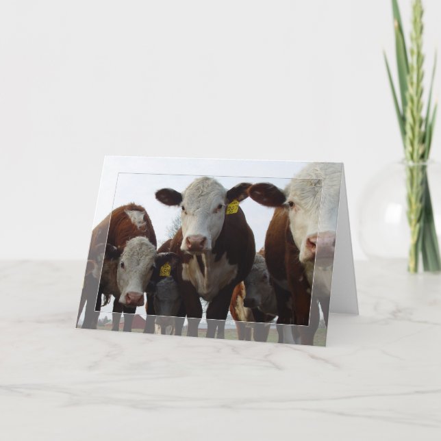 Vacas curiosas 1 tarjeta (Anverso)