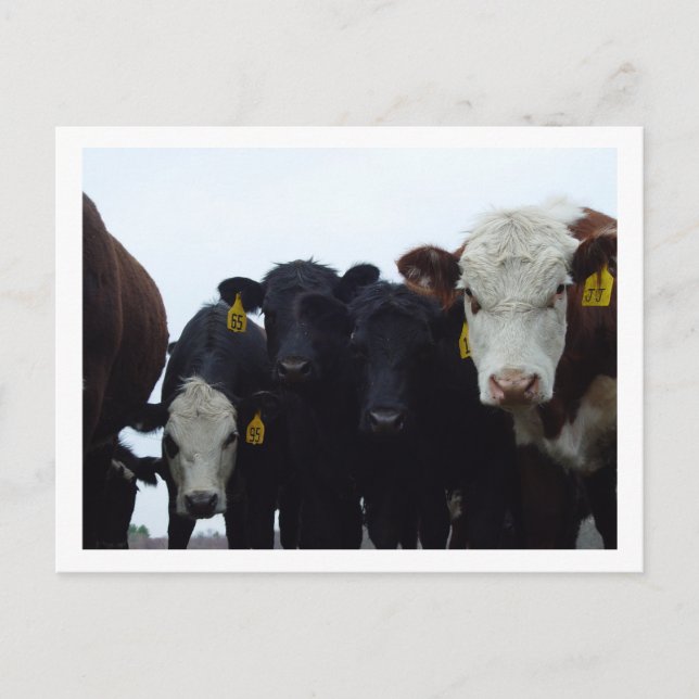 Vacas curiosas 9 postal (Anverso)