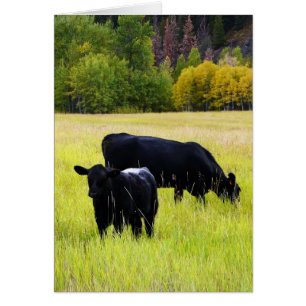 Vacas de ángulos negros en la escena rural de hier