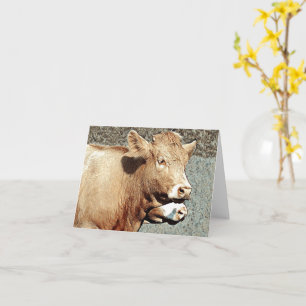 Vacas de campo - Tarjeta de saludo en blanco