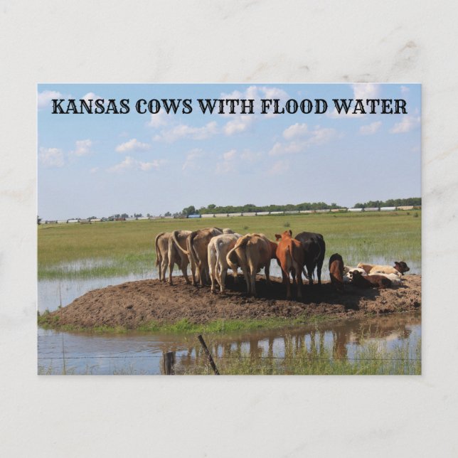 Vacas de Kansas con tarjeta postal de agua para in (Anverso)