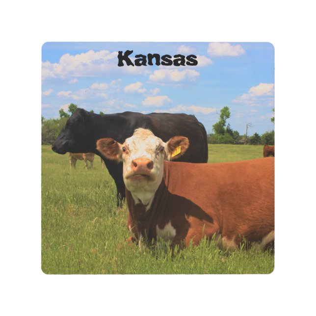 Vacas de Kansas en un arte Metalizado de pastura v (Anverso)