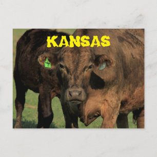 Vacas de Kansas en una tarjeta postal de pastura.