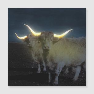 Vacas De La Tierra De Altiplano Que Brillan En La