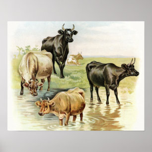 Vacas de los animales del campo del arte del