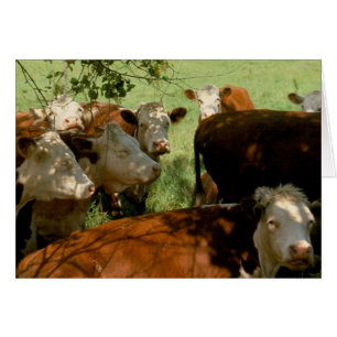 Vacas de reclinación