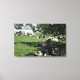 Vacas descansando en la granja Arte envuelto en li