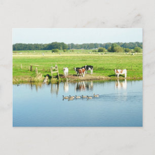 Vacas en el paisaje del río Meadow Foto postal