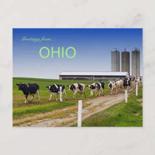 Vacas en fila con postal rural de Ohio
