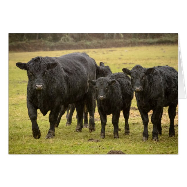 Vacas en la lluvia (Anverso (Horizontal))