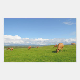 Vacas en un prado en Irlanda pegatina rectangular