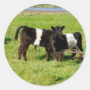 Vacas galloway cortadas por bebé, Pegatinas redond