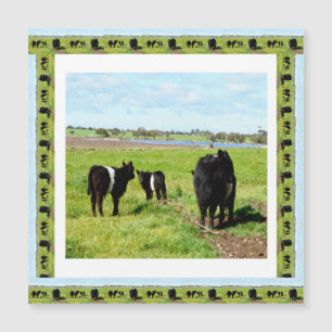 Vacas Galloway enmarcadas, tarjeta magnética