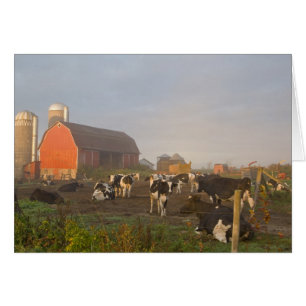 vacas lecheras Holstein fuera de un granero al ama