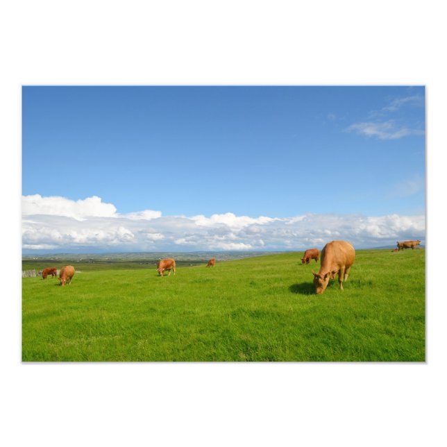 Vacas pastoreando en una pradera en Irlanda foto i (Frente)