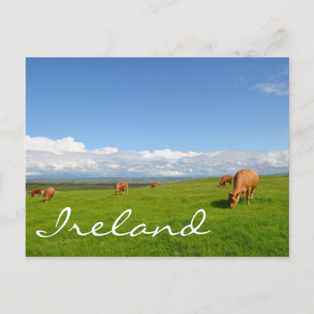 Vacas pastoreando en una pradera en Irlanda postal (Anverso)