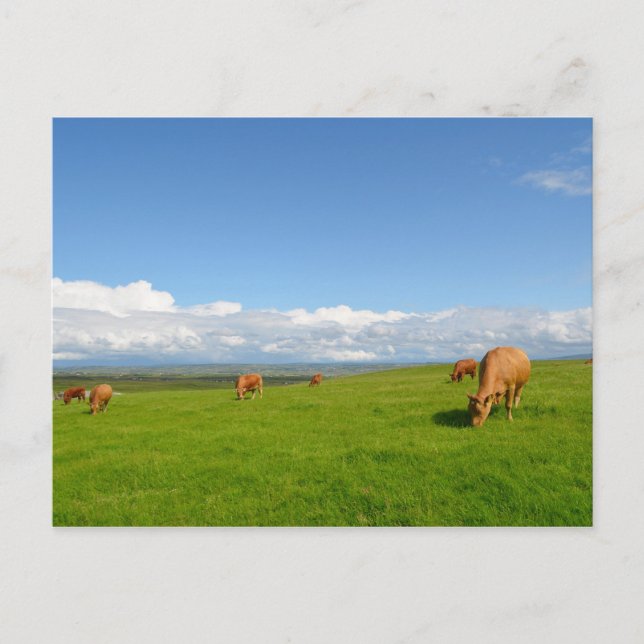 Vacas pastoreando en una pradera en Irlanda postal (Anverso)