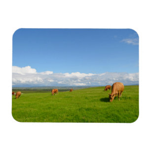 Vacas pastoreando en una pradera, imán rectangular