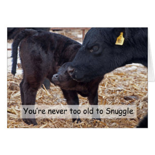 Vacas Snuggling