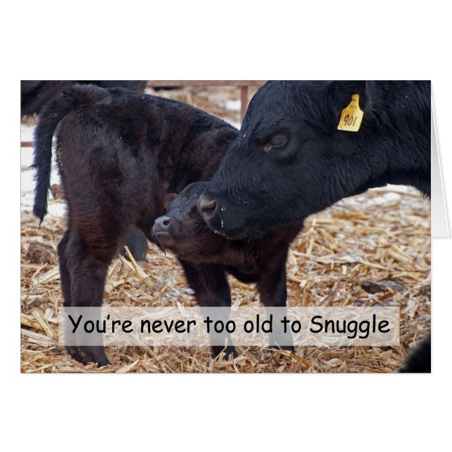 Vacas Snuggling (Anverso (Horizontal))
