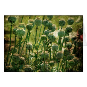 Vainas de la semilla de flor de la amapola