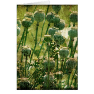 Vainas de la semilla de flor de la amapola