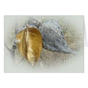 Vainas del Milkweed