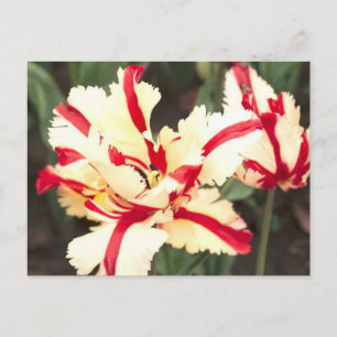 ¡Vainilla de cerezo! Postal