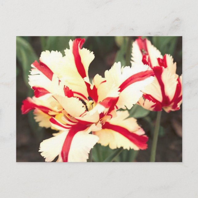 ¡Vainilla de cerezo! Postal (Anverso)