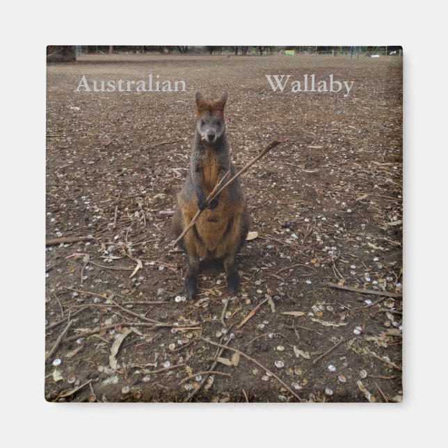 Valaby australiano comiendo palitos, imán frigoríf (Frente)
