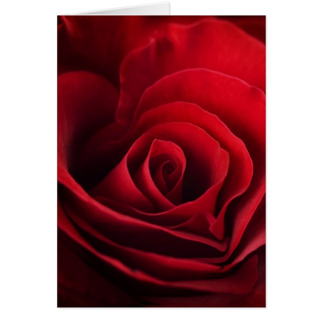Valentine Red Rose (Frente)