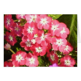 Valle Badrinath de las flores 1