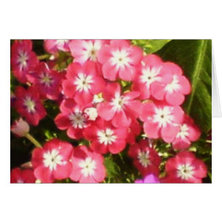 Valle Badrinath de las flores 1