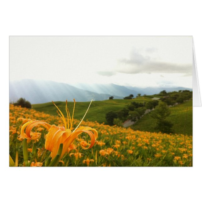 Valle de las flores de Golden Daylily (Anverso (Horizontal))
