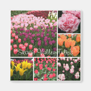 Valle Skagit, imán de tulipanes WA