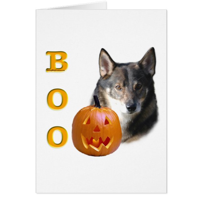 Vallhund Boo sueco (Frente)