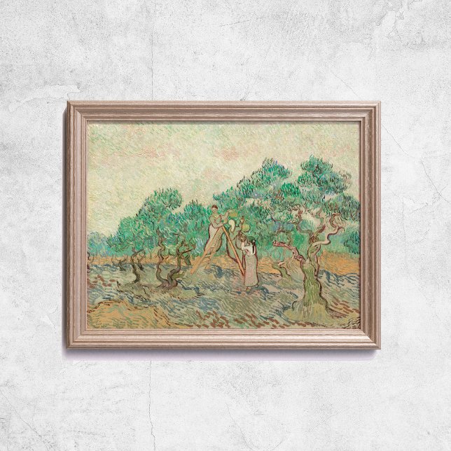 Van Gogh El Arte Antiguo De Los Árboles Orquícolas (Van Gogh The Olive Orchard Trees Old Art Poster
)