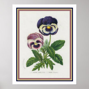 Van Houtte 1845 Impresión botánica "Pansy"