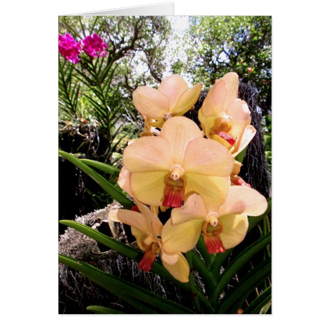 Vanda Orchid (Frente)